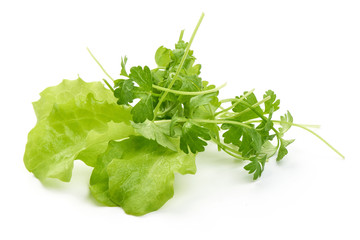Parsley with Lettuce, isolated on white background. Summer greens. Close-up