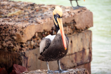 pelicans in flight in the reserve of Paracas in Peru