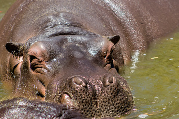 Fototapeta premium hipo