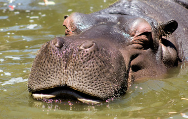 Fototapeta premium hipo