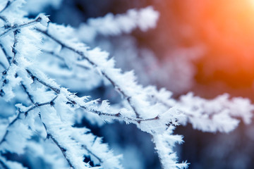 close-up snow covered tree branches. frost, blizzard, snowstorm. sunlight at sunset