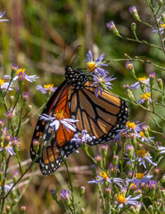 Naklejka premium Monarch Butterfly on Aster