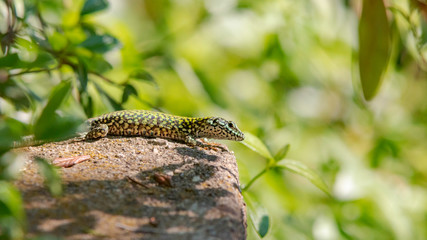 lizard on a rock