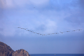 pelicans in flight in the reserve of Paracas in Peru