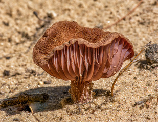 Laccaria trullissata mushroom