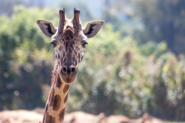 Obraz premium jirafas