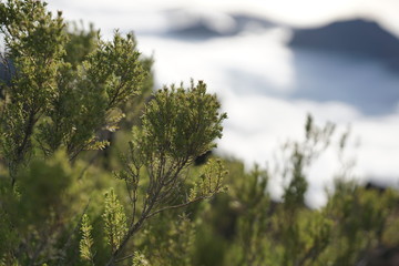 Pico Ruivo Madeira Portugal