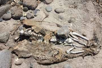 Sea lions on the beach by the sea in Peru