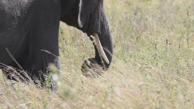 a slow motion close up of an elephant feeding at serengeti national park in tanzania- originally 180p