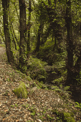 camino a través del bosque verde