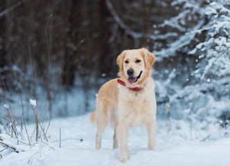 Close-up portrait of white retriever dog in winter background. Dog with his owner on winter walk.