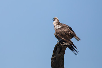 Osprey perched on dead tree