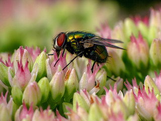 Fly on Pink Flowers, Macro