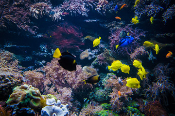 underwater coral reef landscape  with colorful fish