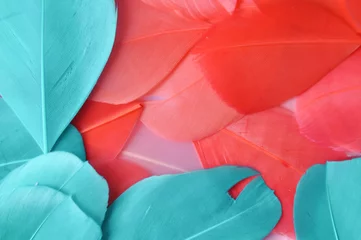 Echte Federn Trendfarbe Living Coral und Cyan Closeup. Farbe des Jahres 2019 Muster für Ihr Design. © Lyubov Ilyushina