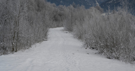 Fototapeta premium Winterwald