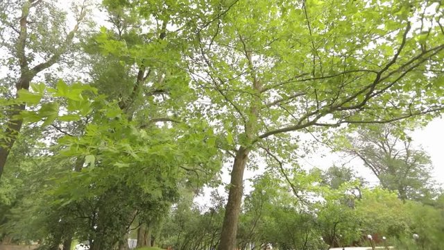 Big maple in the park, green big maple, Maple leaves sway in the wind