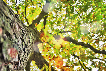Obraz premium Baum