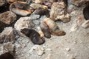 Sea lions on the beach by the sea in Peru