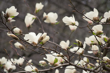 Mysterious spring background with white magnolia flowers