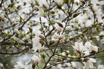 Mysterious spring background with white magnolia flowers