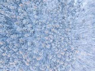 Winter forest background. Drone above aerial shot