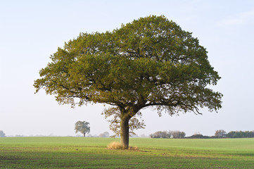 Big tree in the field