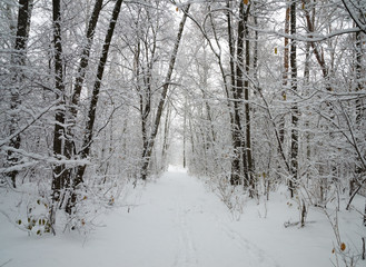 Winter forest in the snow. Trees and bushes in the snow. Snow on the branches of trees. Frosty, winter forest.