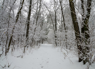 Winter forest in the snow. Trees and bushes in the snow. Snow on the branches of trees. Frosty, winter forest.