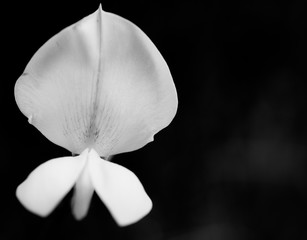 Macro World 