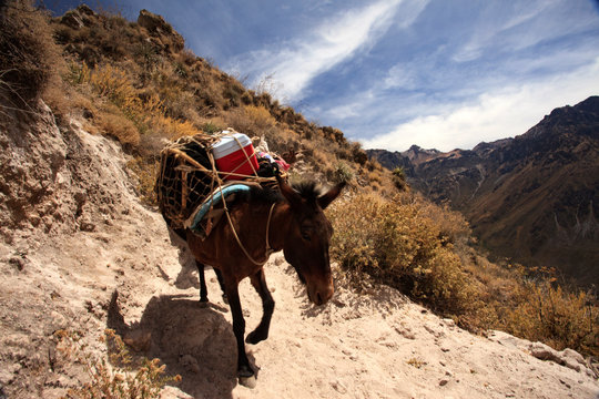 Peruvian animals, houses, country landscape, colca Canyon