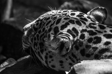 felinos © isaac_l_mesa