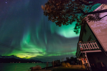 The polar arctic Northern lights aurora borealis sky star in Scandinavia Norway Tromso in the farm winter forest  