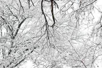 Snow covered trees woods forest bare winter white