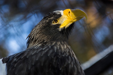 Steller's sea eagle Орлан белоплечий