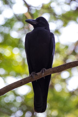 The Crow