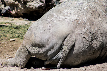 rinos