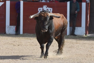 toro