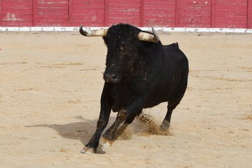 toro