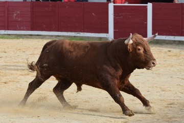toro