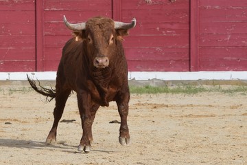 toro