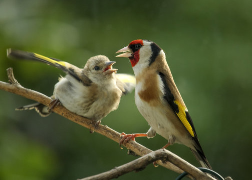 Distelfinken : Mutter und um Futter bettelndes Kind 