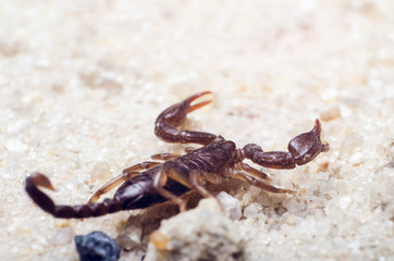 Scorpion creeps on the sand close up