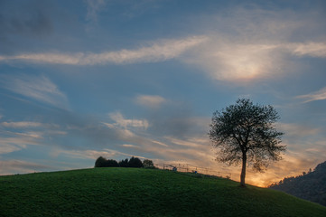 tree at sunset
