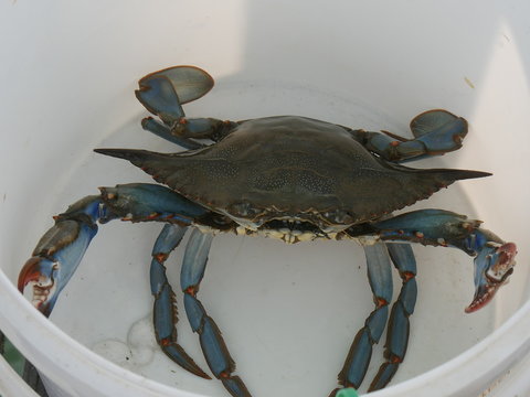 Blue crab captured in a case