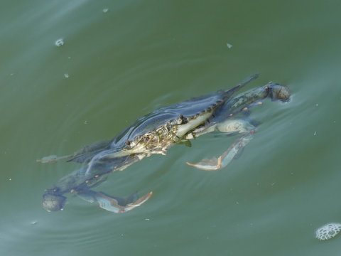 Blue crab floating in the sea