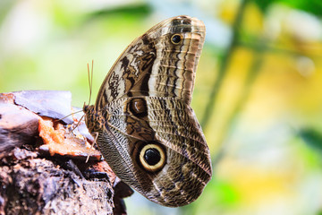 A beautiful Peruvian Butterfly in a reserve in Peru