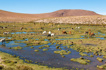 Llamas on an amazing lake nature landscape in South America.