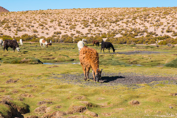 Fototapeta premium Llamas (Lama glama) early in the morning at high altitude in Bolivia.