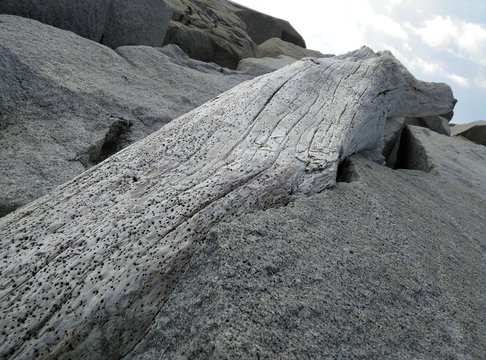Tronco de madera arrastrado por el mar.